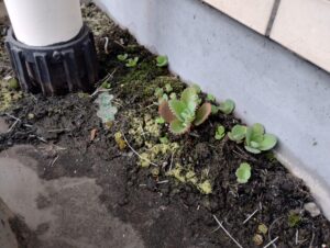 排水系統　植物シリーズ　第1回 本文画像